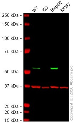 Abcam&nbsp;Human ALDH2 knockout SW480 cell lysate.