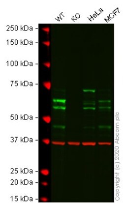 Abcam&nbsp;Human PPP2R5D knockout A-431 cell lysate.