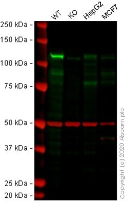 Abcam&nbsp;Human NEK9 knockout A-431 cell lysate.