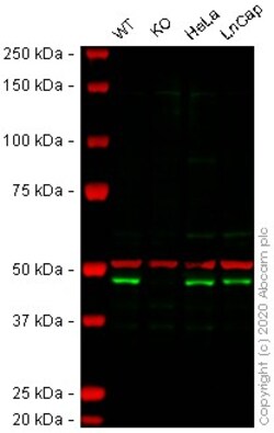 Abcam&nbsp;Human DPF2 knockout A-431 cell lysate.