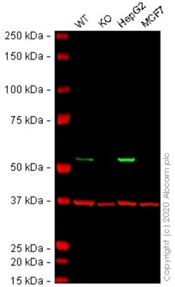 Abcam Human ALDH2 knockout SW480 cell line