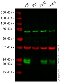 Abcam Human CBFB knockout A-431 cell line