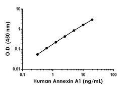 Abcam&nbsp;Human/Mouse Annexin A1 Antibody Pair - BSA and Azide free, 10 x 96 Tests