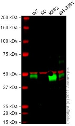 Abcam&nbsp;Human TGFB1 (TGF beta 1) knockout A549 cell lysate.