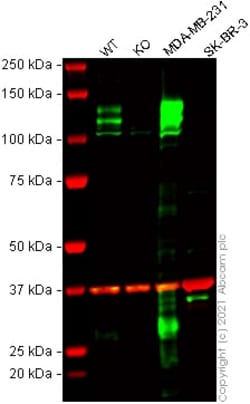 Abcam&nbsp;Human NRP1 knockout A549 cell lysate.