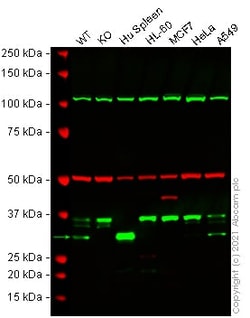 Abcam&nbsp;Human HMOX1 (Heme Oxygenase 1) knockout A549 cell lysate.