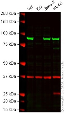 Abcam&nbsp;Human HSP90AB1 (Hsp90 beta) knockout A-431 cell lysate.