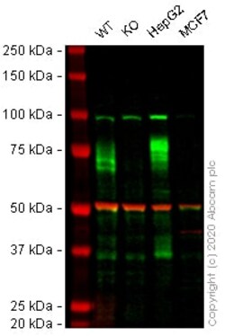 Abcam&nbsp;Human IFNGR1 knockout HEK-293 cell lysate.