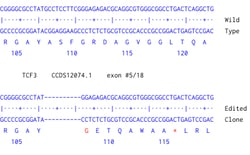 Abcam Human TCF3 knockout SW480 cell line