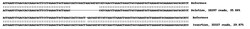 Abcam Human E2F1 knockout HEK-293 cell line