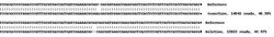 Abcam Human CYP1B1 knockout A549 cell line