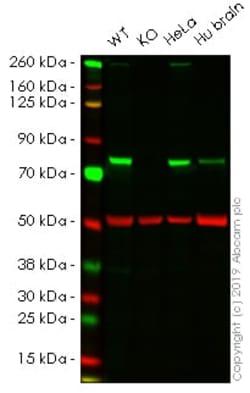 Abcam Human PLXNB2 (Plexin B2/MM1) knockout HEK-293 cell line