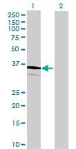 Abcam&nbsp;Manic Fringe overexpression 293T lysate (whole cell).