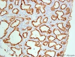 Abcam&nbsp;Rabbit Anti-Syrian Hamster IgG H&L (Biotin).