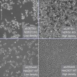 Abcam Human NDRG1 knockout HEK-293T cell line