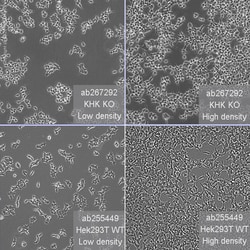 Abcam&nbsp;Human KHK (ketohexokinase) knockout HEK-293T cell line