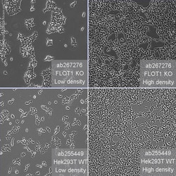 Abcam Human FLOT1 (Flotillin 1) knockout HEK-293T cell line