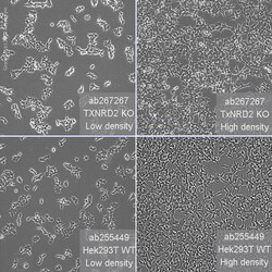 Abcam Human TXNRD2 knockout HEK-293T cell line