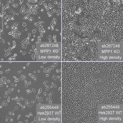 Abcam Human MPP1 knockout HEK-293T cell line