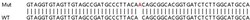 Abcam Human FZD8 (Frizzled 8) knockout HEK-293T cell line