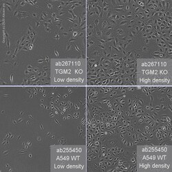 Abcam Human TGM2 (Transglutaminase 2) knockout A549 cell line