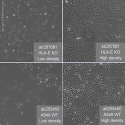 Abcam Human HLA-E (HLA E) knockout A549 cell line