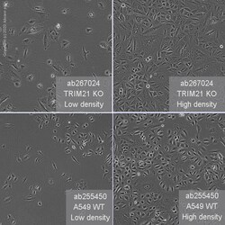 Abcam&nbsp;Human TRIM21 (SS-A) knockout A549 cell line