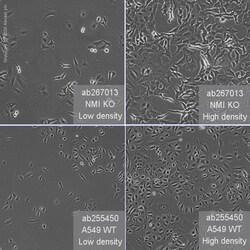 Abcam Human NMI (N myc interactor/NMI) knockout A549 cell line