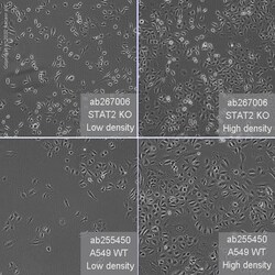 Abcam&nbsp;Human STAT2 knockout A549 cell line