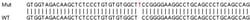 Abcam Human TREX1 knockout A549 cell line