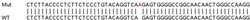 Abcam Human TUBB3 (beta III Tubulin) knockout HCT116 cell line