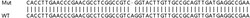 Abcam Human FSCN1 (Fascin) knockout HCT116 cell line