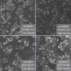 Abcam Human PODXL knockout HCT116 cell line