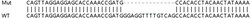 Abcam Human SP3 knockout HCT116 cell line