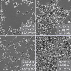 Abcam Human CTTN (Cortactin) knockout HEK-293T cell line