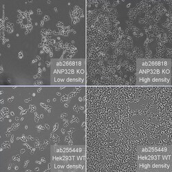 Abcam Human ANP32B (PHAPI2/APRIL) knockout HEK-293T cell line
