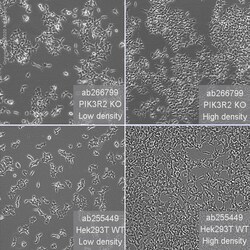 Abcam Human PIK3R2 (PI 3 Kinase p85 beta) knockout HEK-293T cell line