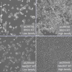 Abcam Human BRD3 knockout HEK-293T cell line