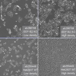 Abcam Human EEF1B2 knockout HEK-293T cell line