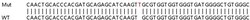 Abcam Human RHOG knockout HEK-293T cell line