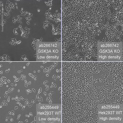 Abcam Human GSK3A (GSK3 alpha) knockout HEK-293T cell line