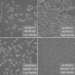 Abcam Human NEFM (160 kD Neurofilament Medium) knockout HEK-293T cell line