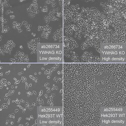 Abcam Human YWHAG (14-3-3 gamma) knockout HEK-293T cell line