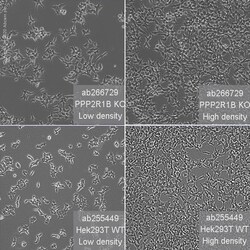 Abcam Human PPP2R1B knockout HEK-293T cell line