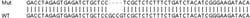Abcam Human SETD2 (KMT3A / HYPB / HIF-1) knockout HEK-293T cell line