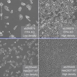 Abcam Human ITPA knockout HEK-293T cell line