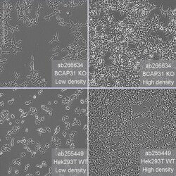 Abcam Human BCAP31 (BAP31) knockout HEK-293T cell line