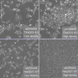 Abcam Human TXNDC5 knockout HEK-293T cell line