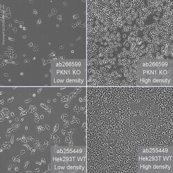 Abcam Human PKN1 knockout HEK-293T cell line