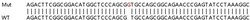 Abcam Human AK2 knockout HEK-293T cell line